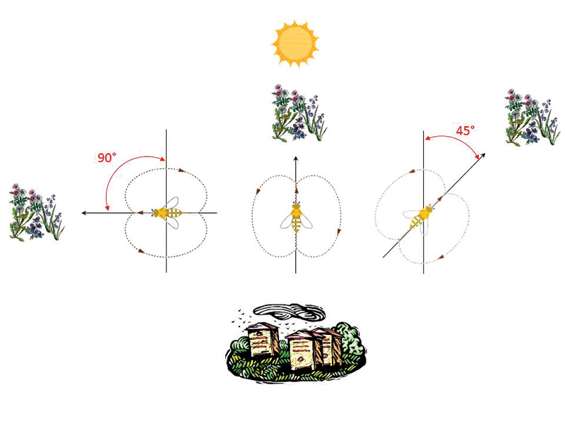 Źródło: https://pomozrobicpylek.wordpress.com/2021/01/23/taneczna-komunikacja-pszczol/