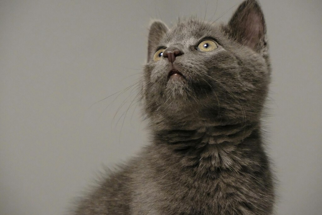 Dlaczego koty w internecie rządzą kulturą online?